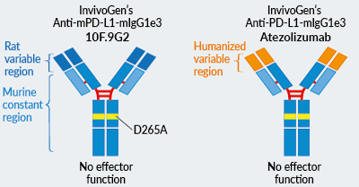 InvivoGen’s engineered Anti-PD-L1-mIgG1e3 InvivoFit™ antibodies